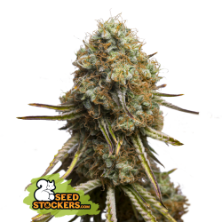 Wedding Glue - Seedstockers (Auslaufprodukt)