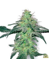 White Skunk Reg. - White Label Seeds