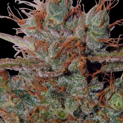 White Widow Reg. - Spliff Seeds