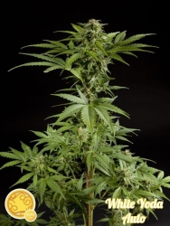 White Yoda Auto - Philosopher Seeds