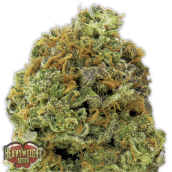 Wipeout Express Auto - Heavyweight Seeds