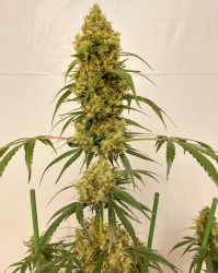 Zenith von ACE Seeds