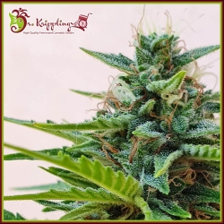 Zesty Zkittlez Auto - Dr Krippling Seeds