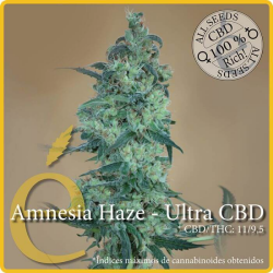 Amnesia Haze Ultra CBD - élite Seeds