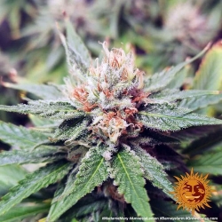 Amnesia Lemon - Barney's Farm