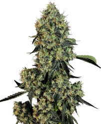 American Line OG Kush - White Label Seeds