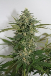 Amnesia Auto - Lineage Genetics