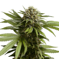 Apple Fritter Automatic - Royal Queen Seeds