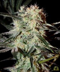 Arjans Strawberry Haze - Green House Seeds