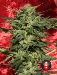 Auto White Russian - Serious Seeds