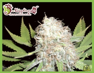 Bud Bud Bling Tingz - Dr Krippling Seeds