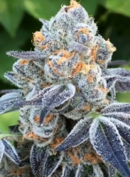 Death Scout Reg. - BC Bud Depot