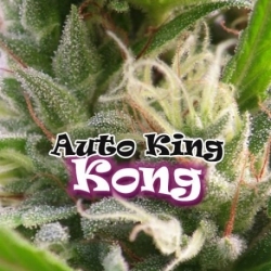 Auto King Kong - Dr. Underground