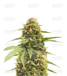 Haze Berry (RQS) Cannabis-Samen