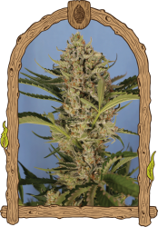 Herz OG - Exotic Seeds