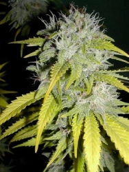 Critical Chaze - Flash Seeds