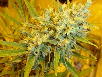 Critical Haze Reg. - Mr. Nice seeds