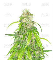 Apricot Auto feminisierte Samen (Fast Buds)