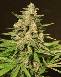 Hybrid X - Cream of the Crop