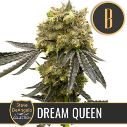 Steve's Dream Queen - BlimBurn