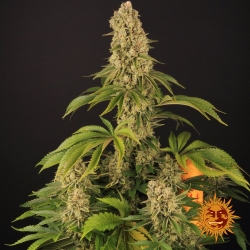 Tropicanna Banana - Barney's Farm