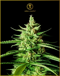 AK-01 - Anaconda Seeds