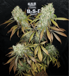 Banana Kush - BSB Genetics