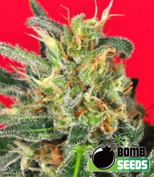 Cluster Bomb Reg. - Bomb Seeds