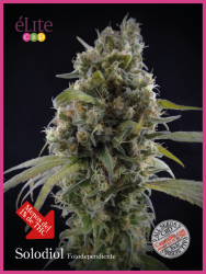 Solodiol Classic CBD - éLite Seeds