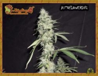 Sonic Bloom Auto - Dr Krippling Seeds