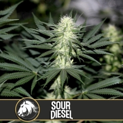 Sour Diesel - BlimBurn Seeds