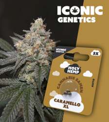 Caramello XL - Iconic Seeds