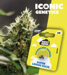 Super Lemon Haze - Iconic Seeds