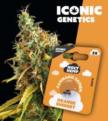 Orange Sherbet - Iconic Seeds