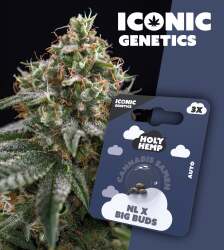 NL x Big Buds - Iconic Seeds