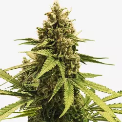 Crispy Apple ±24% THC | Feminisierte Cannabis Samen als Anbauset