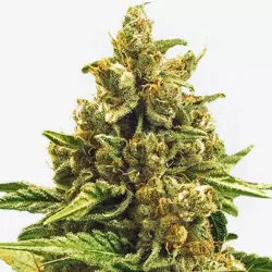 Crispy Apple Automatic ±23% THC | Auto-Flowering Cannabis Samen Anbauset