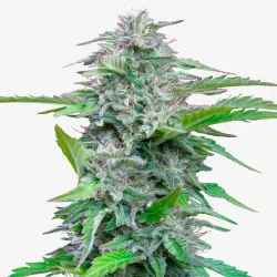 Quarantine Queen ±18% THC | Feminisierte Cannabis Samen Anbauset aus Deutschland