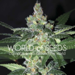 Amnesia - World of Seeds