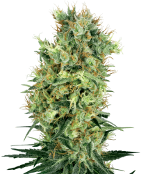 Cali Orange Bud Reguläre Hanfsamen von White Label, 10 Samen