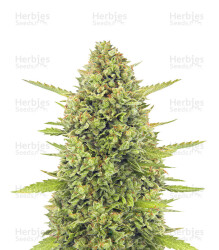 Acapulco Gold feminisiertes Saatgut (Barney's Farm)