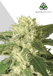 Auto #1 - Auto Seeds