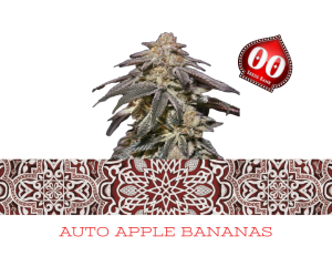 Auto Apple Bananas - 00 Seeds