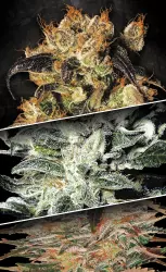 Indica Champions Pack