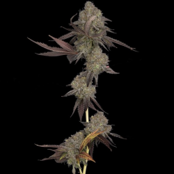 Auto DNA Cake - DNA Genetics