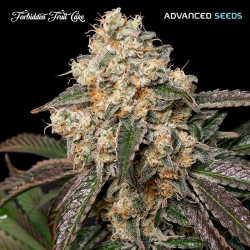 Auto Forbidden Fruit Cake - Advanced Seeds