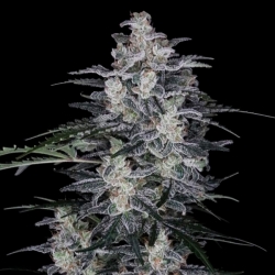 Auto MacNana - DNA Genetics