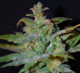 Auto AK - Female Seeds