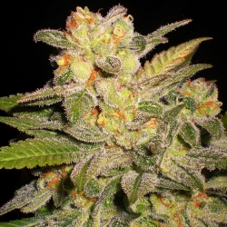 Auto Nl - G13 Labs