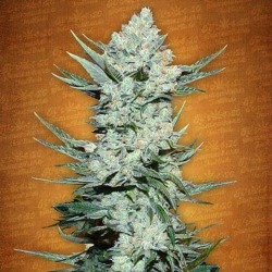 Tangie Matic | Autoflowering